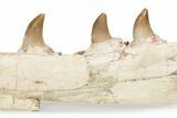 Mosasaur Jaw with Twelve Teeth - Morocco #225341-6